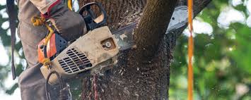 Best Tree Trimming and Pruning  in North Amityville, NY