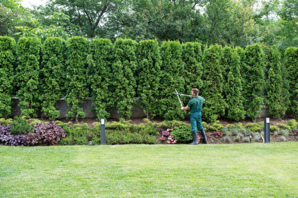 Best Lawn Watering Services  in North Amityville, NY