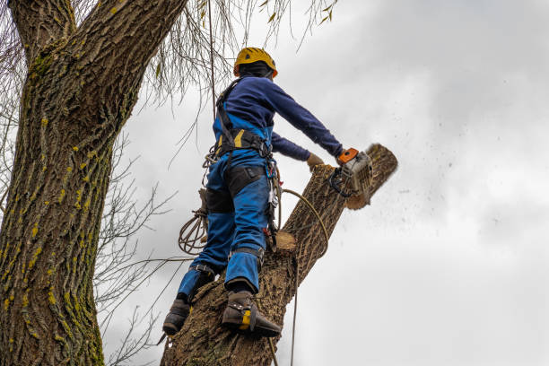 Best Hazardous Tree Removal  in North Amityville, NY