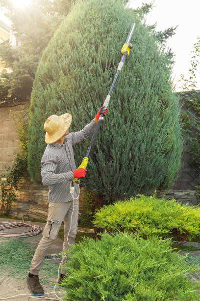 Best Pest Control for Lawns  in North Amityville, NY